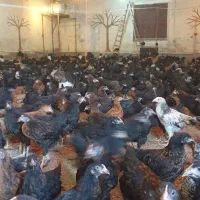 پخش عمده جوجه بومی محلی گلپایگان