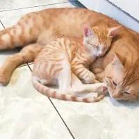 دوتا بچه گربه
