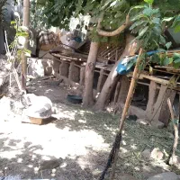 واگذاری خرگوش.نگهداری و مراقبت.اهلی لوپ جرسی