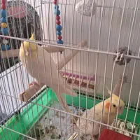 یک جفت عروس هلندی زیبا با تخم