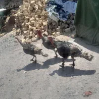 بغلمون فروشی دارم