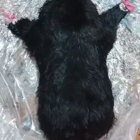 خیگ