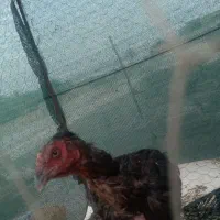 مرغ