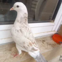 کفتر قشنگ