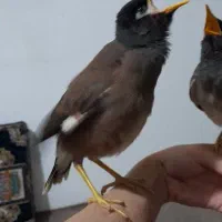 جوجه مینا افغانی نر کام سیاه