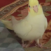 عروس هلندی گمشده صارمیه اصفهان پنج میلیون مژده گان