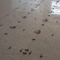کاشی کاری پذیرفته می‌شود