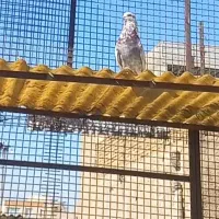 کبوتر|پرنده|تهران, نازی‌آباد|دیوار