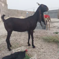 بز کاموری آبستن