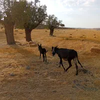 خر با بچه