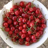 گیلاس تک دانه کرتی درجه
