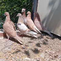 کبوتر زرد سرور