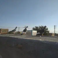 کفتر