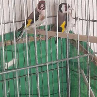 سهره نره ماده جفت