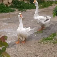 قوغازخالماگور یک جفت