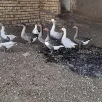 غاز|حیوانات مزرعه|برخوار, |دیوار