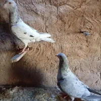کفتر|پرنده|تربت جام, بوستان وحدت|دیوار
