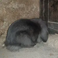 خرگوش لوپی خوش رنگ بازیگوش