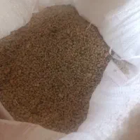 عدس‌تازه