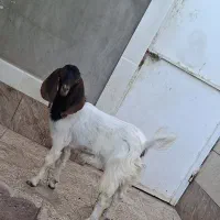 بزغاله ماده