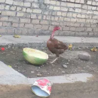 مرغ محلی گردن لخت