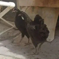 مرغ بومی قلم سبز 4 ماهه دم تخم