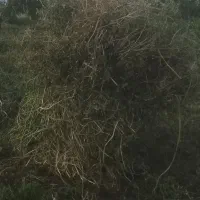 فروش علوفه یونجه