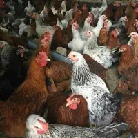 فروش مرغ گلپایگانی تخم گذار و گوشتی  فقط ۳۲۰ هزار