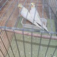 پرنده