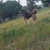 واگذاری سگ دورگه نر