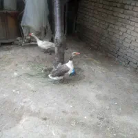 غاز
