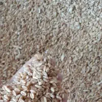 گندم دیم نانی بشرط