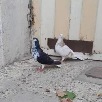 لایه و شیر سیاه