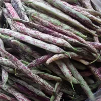 پاچ باقالا لوبیا خورشتی