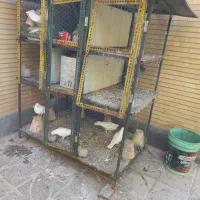 قفس کبوتر  ومرغ