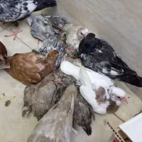 جوجه کفتر رنگی