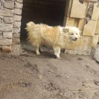 ببی سرابی