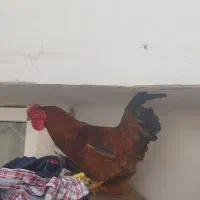 خروس قرمز جوان
