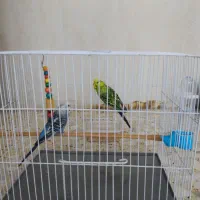 یک جفت مرغ عشق
