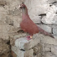 کبوتر سرخ کرمانی نر