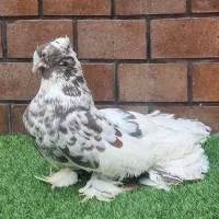 یک جفت کبوتر دم چتری سرور