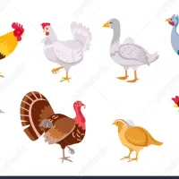 مرغ و خروس و غاز و بوقلمون و اردک اسرائیلی آلیام