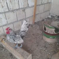 مرغُ خروس سبرایت و آمرکانو تخم آبی