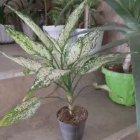 گل آگلونما  برفی