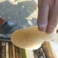 فروش زنبور عسل