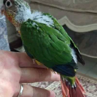 جوجه گرینچیک