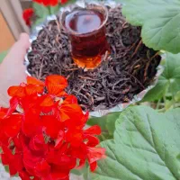 چای بهاره جدید گیلان۱۴۰۵
