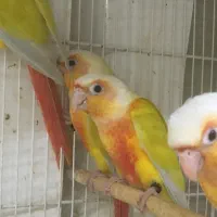 طوطی گرینچیک ردچیک سانچیک