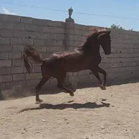 فروش و واگذاری دو راس اسب