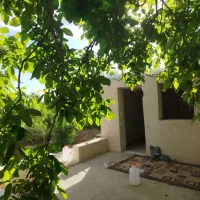 باغ انگوری و درختی
